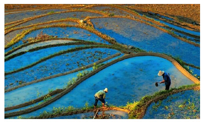 Yunhe Rice Terraces Scenic Area